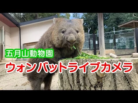 五月山動物園公式ライブカメラのサムネイル